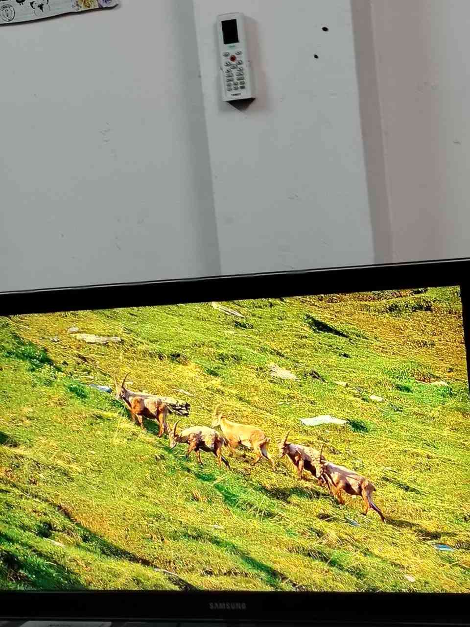 شاشة سامسونك حجم 40  سعرة 350


**إذا كنت صاحب هذا الإعلان وتريد حذفه لأي سبب، رجاءا أرسل رسالة إلى الدعم الفني**