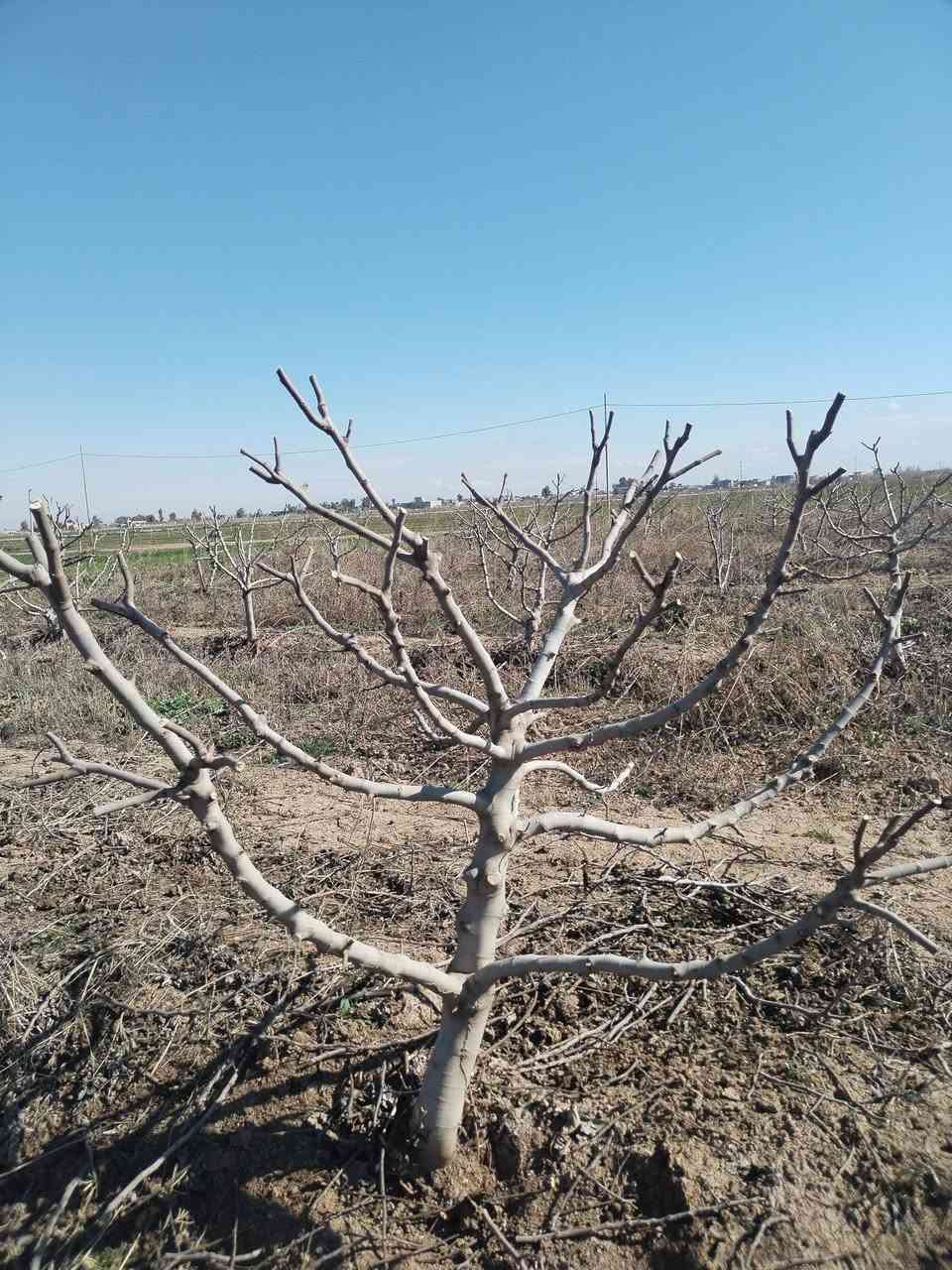 سلام عليكم يوجد كادر تقليم انواع الفوكة شقل رقم واحد التصال *********** خابر تدلل
