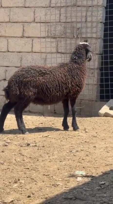 السلام عليكم

دجات العدد ٥
كلهن سمان وخشنات يرهم لحم ويرهم جنيه الشراي يتصل مكاني شرقاط قريه شكرا

***********
