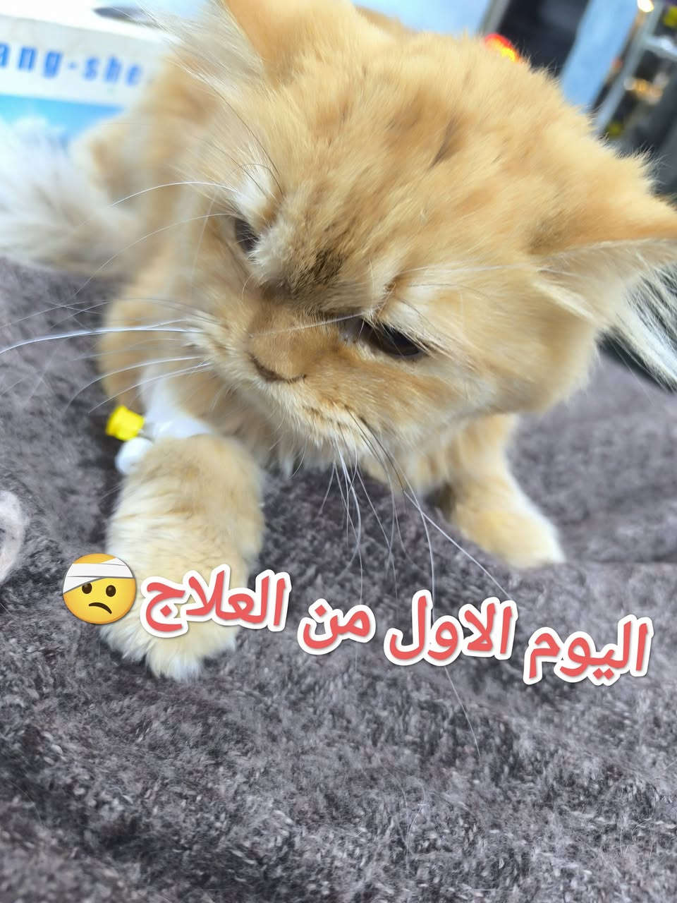 #قبل أيام كان في ضيافتنا قط جميل ولعوب #لأحد اخواتنا 🌺 
#يعاني من  
#خمول عام 😞 
#ارتفاع بدرجة حرارة الجسم 🌡️ 
#صعوبة التنفس 😣
#فقدان الشهية 🤢 
#عدم القدره على الحركة 🥺
#بعد الفحص والتشخيص 🧑‍⚕️ 🩺 
#لوحظ اصابة القط....#بالتهاب رئوي حاد... مع ملاحظة وجود #سوائل في الرئه ...#نيمونيا...نتيجة لتعرضه لتيارات هواء بارده جدا ....مما أدى إلى #فقدان شبه تام للوعي ...نتيجة انخفاض مستوى الأوكسجين في الدم....
تم وعلى الفور إعطاء المحاليل الوردية اللازمة....مع كورس كامل من العلاج 💉  💊 والمتابعة المستمرة مع المربي ... وبعد مرور عدة أيام والحمد لله تم اكتساب الشفاء التام 😍 🧑‍⚕️ 💯 
العيادة البيطرية City cat clinic 
#حله -جمعيه الشارع الخدمي قرب قنطره اليهوديه مقابل البشير للتمور العالمية من جهة الشارع الخدمي 
#للحجز والاستفسار يرجى مراسله الصفحه او الاتصال على الرقم ***********
#تتوفر خدمه توصيل لجميع المحافظات 🛵 
@
