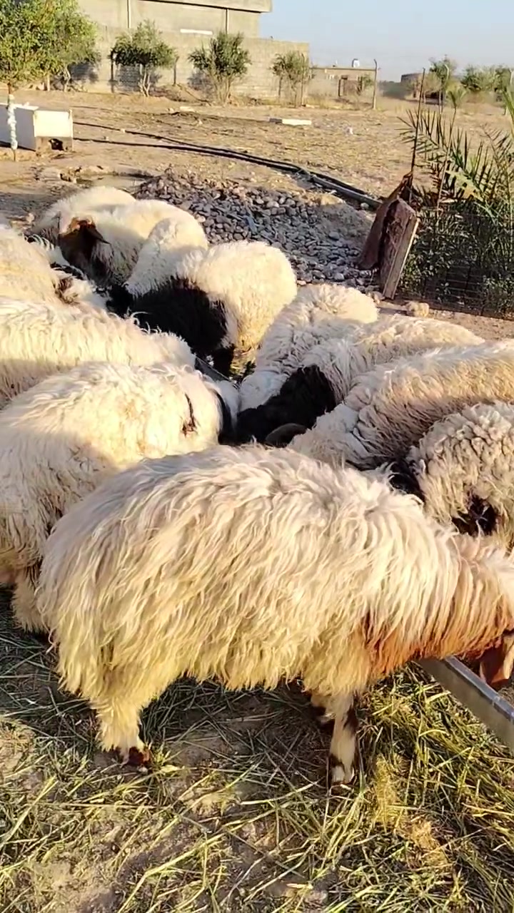 السلام عليكم ورحمة الله وبركاته
للبيع
طليان مال ربط عدد 19
الاتصال على الرقم ***********
