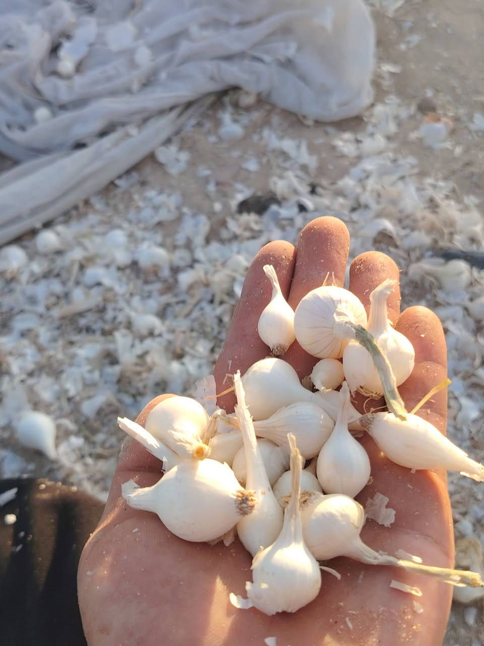 سلام عليكم بصل حار ناعم شوفت عينك او كوه عندي بصل بعد انعم من هذا بصل كريط المكان طريق كربلاء نجف عمواد 876 السعر على تصل *********** __***********0
