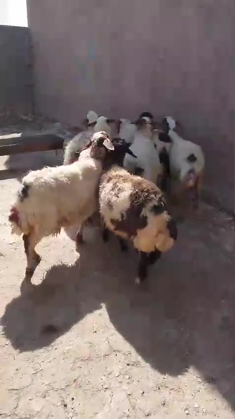 اخوان 8 نعاج سن وشطر ونصاح وشرط كلها محنيه غنم قطعه وحده وسمها واحد مال جنيه فاخرات السعر الزوج 730 العنوان الانبار حديثه حقلانيه الاستفسار *********** يوجد توصيل حسب الاتفاق

