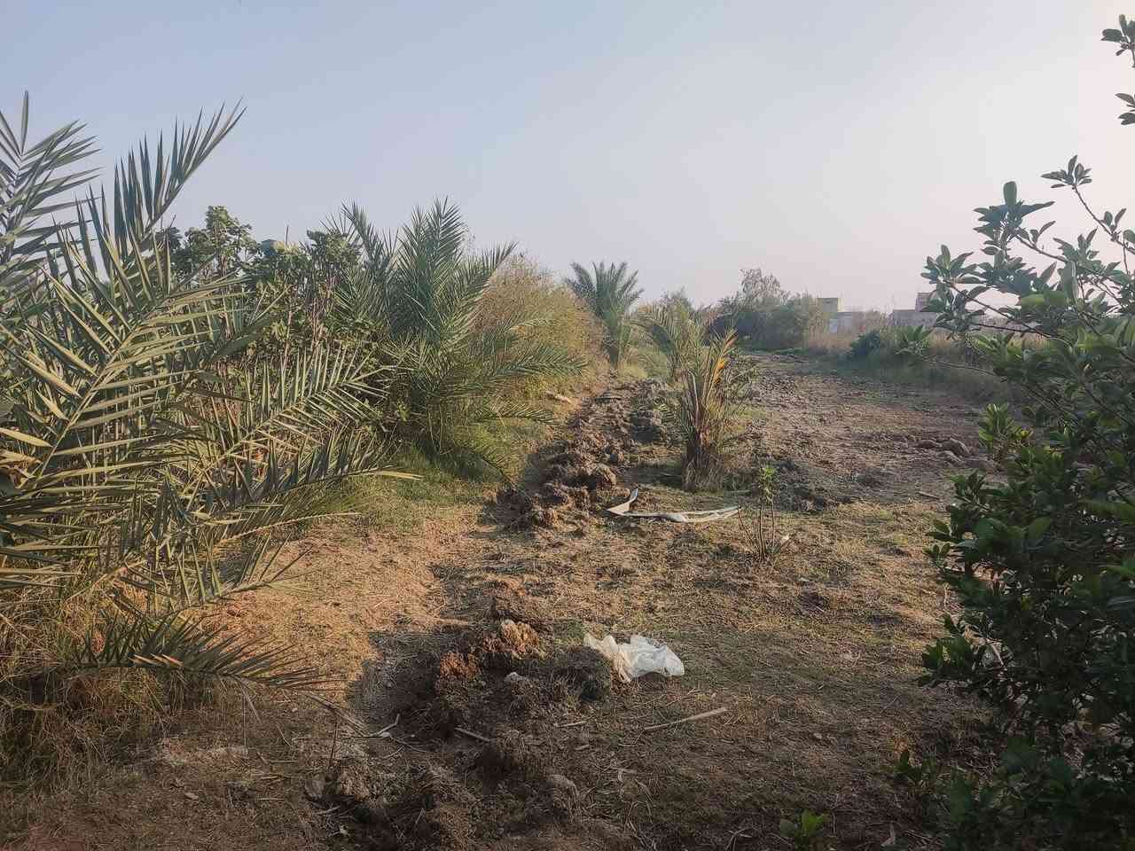 مزرعه للبيع مساحه واحد دونم
مسيجه بلكامل بي ار سي 
تحتوي على كافة الاشجار المثمرة نخل تين رمان توت 
ارض زراعيه صالحه للزراعه ماء سقي +بير ارتوازي +اسالة 
كهرباء محولتين خطين مستمرة 220 ثابته 
تحتوي المزرعه على دار سكني مساحه 150 بناء بلوك 
عنوان المزرعه طريق السنية السياحي تعبر سكه القطار بمسافة قليلة كلش مقابيل مكتب عصام الصالحي نزلة تبليط عن الشارع العام الرئيسي تقريبا كيلو تبليط لباب البيت منطقة سكنية وخدمية وتبليط للباب 
تصلح سكن او استثمار او ترفيهية سعر مناسب مع اسعار المنطقة الاستفسار اتصل بلرقم ***********
