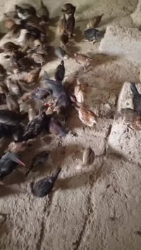 افراخ كويتي • شهرين • بابل جبله