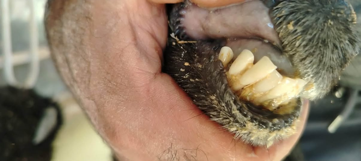 نعجه وراها طلي بگدها سن وشطر نصاح على كل عيب سعرها 525 وبيها مجال ..مكانها الكرابلة 
الشراي يتصل على الرقم .. ***********..الرقم عليه واتس للي ماعنده رصيد
