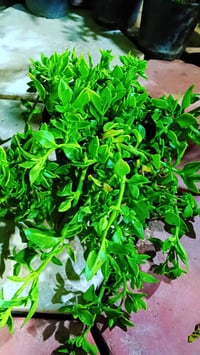 الكوفه شارع عبد العال • خلف مديريه ماء • توصيل كوفه ونجف