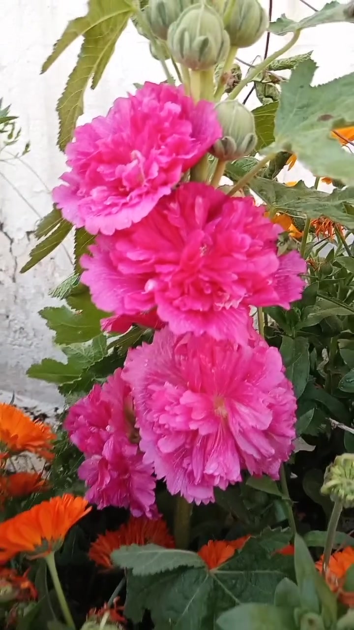 نموونەی نیە لە هۆڵنداوە بۆم هاتە ئەم تۆوە هێرۆی شەست پەڕە


**إذا كنت صاحب هذا الإعلان وتريد حذفه لأي سبب، رجاءا أرسل رسالة إلى الدعم الفني**