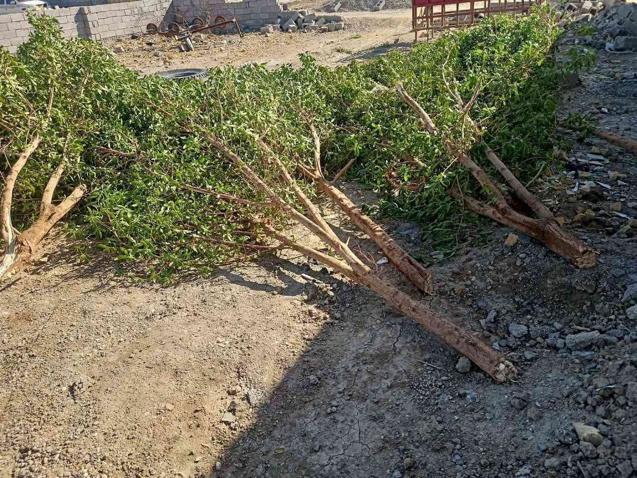 سلام عليكم خشب للبيع
***********
