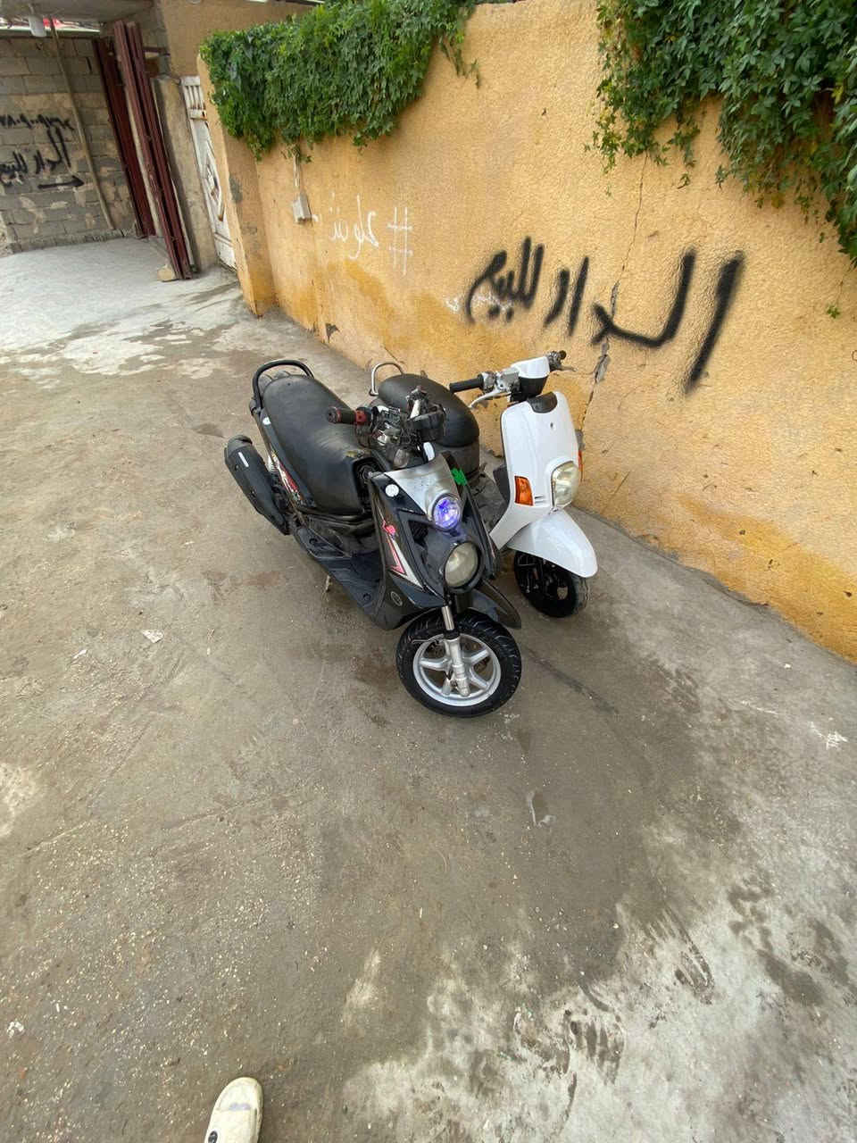 سلام عليكم سكنس جبلي بوشه 58
للبيع مستعجل عليه مو شراي لا تراسلني 
مكاني كربلاء حي العامل
رقم ***********
