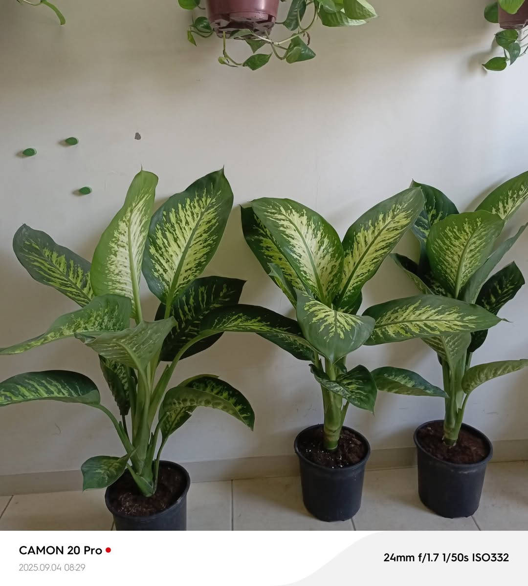 عرض دفنباخيا قياس متر صارت ب١٣ بدل ١٥


**إذا كنت صاحب هذا الإعلان وتريد حذفه لأي سبب، رجاءا أرسل رسالة إلى الدعم الفني**