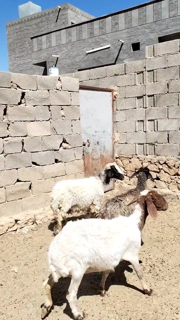 3 انعاج سن وشطر ونصاح مال مجنوي شرط نصاح سعر زوج 550 اي استفسار اتصل علا رقم *********** مكانه حديثه .الخفاجيه
