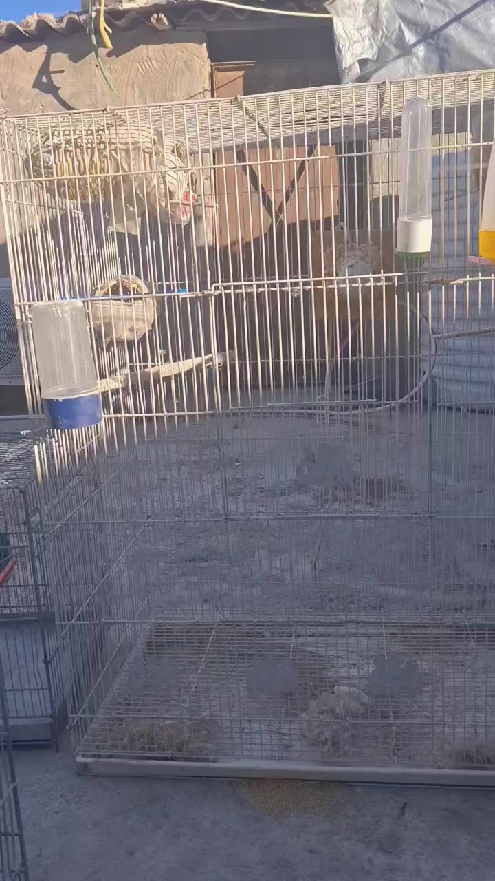 قفص للبيع سعر القطعه ٢٧ الف بها مجال


**إذا كنت صاحب هذا الإعلان وتريد حذفه لأي سبب، رجاءا أرسل رسالة إلى الدعم الفني**