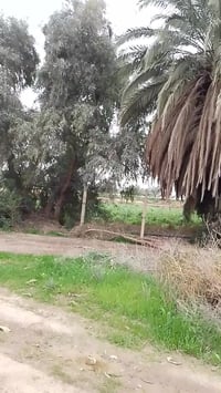 الكارضية قرب الغابات • ٣١ ونص دونم • طابو سند ٢٥