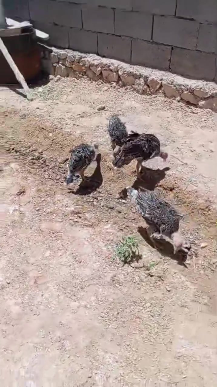 دجاجات عرب للبيع ب28وبيهن مجال وفراخ فسفس 5للبيع اب 110وبيهن مجال الشراي المكان حديثة خفاجية


**إذا كنت صاحب هذا الإعلان وتريد حذفه لأي سبب، رجاءا أرسل رسالة إلى الدعم الفني**