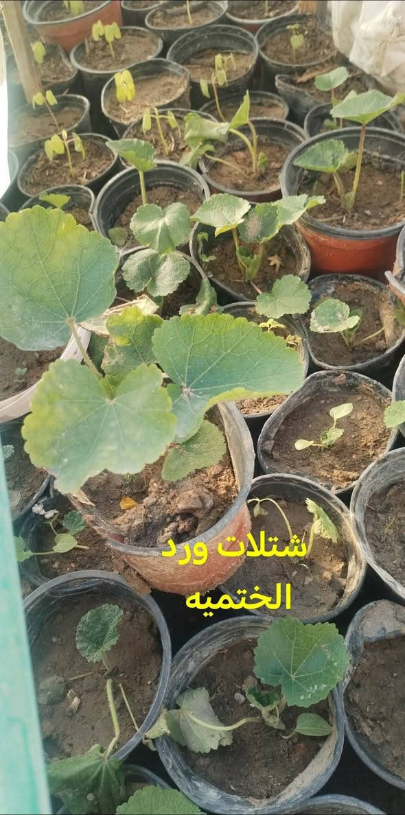 متاح لدينا شتلات نبات ورد الختميه لطلب والحجز واتساب *********** السماوه أو
مراسلة الصفحه يوجد خدمة توصيل طلبات داخل السماوه لباب البيت
