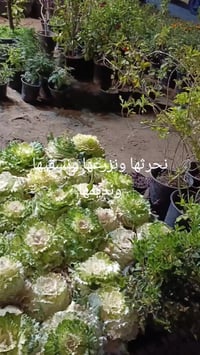 فلاح ادامة الحدائق 07703978309