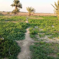 ٤ دونمات • طابو زراعي • ٧٥ نخلة