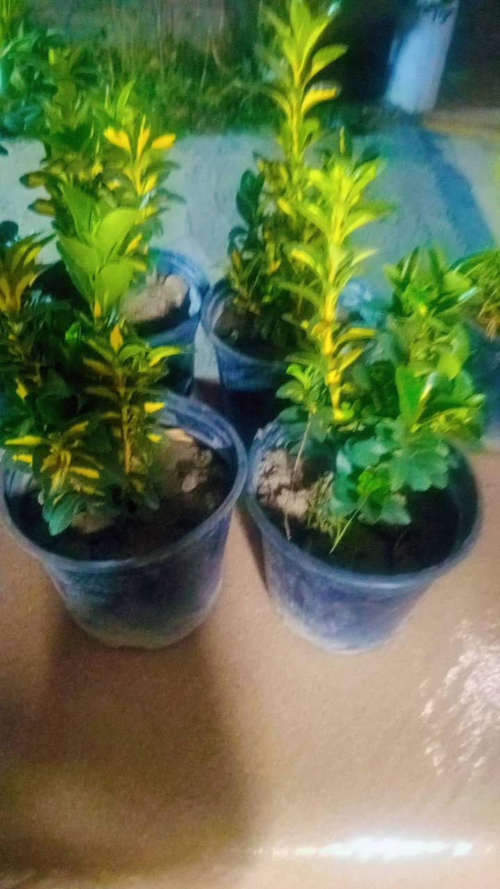 مشتل المدينة انسب الأسعار توصيل داخل النعمانيه مجاني العنوان طريق مثلث الكلابين قرب اسواق طريق الجنه ***********
