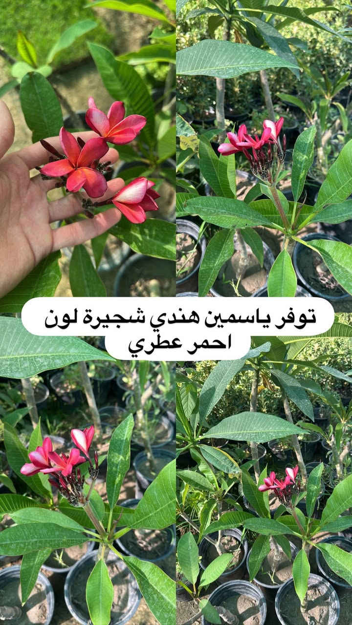 اللهم صلي وسلم على سيدنا محمد وعلى اله وصحبة وسلم تسليما.
توفر في مشتل ابو علي الفراجي أنواع الورود المختلفه 🤍

العنوان : بغداد /سلمان باك / قرب جامع سعد /شارع الحدادين 🤍

سوينا لكم بيج على برنامج الإنستقرام لكي نجاوب على اسئلتكم المتنوعه 

اسم البيج : بيج مشتل ابو علي الفراجي 

يوزر البيج: l0.33.m

رابط البيج:https://www.instagram.com/l0.33.m?igsh=bGZmMGw4bTN2ODZw

مشتل ابو علي الفراجي يرحب بالجميع 🤍


**إذا كنت صاحب هذا الإعلان وتريد حذفه لأي سبب، رجاءا أرسل رسالة إلى الدعم الفني**