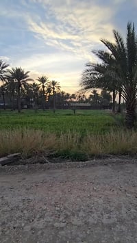 المحاويل البوعلوان • ١٠٠٠م • طابو زراعي