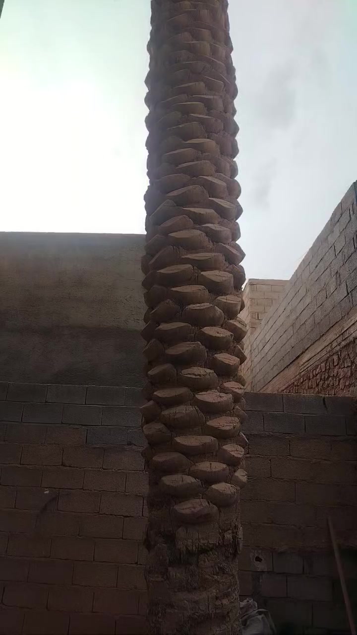 السلام عليكم اخوان عندي هاي نخله اريد اكصها الي يكدر يكصها يتواصل وياي على ماسنجر لو يتصل على خط***********
