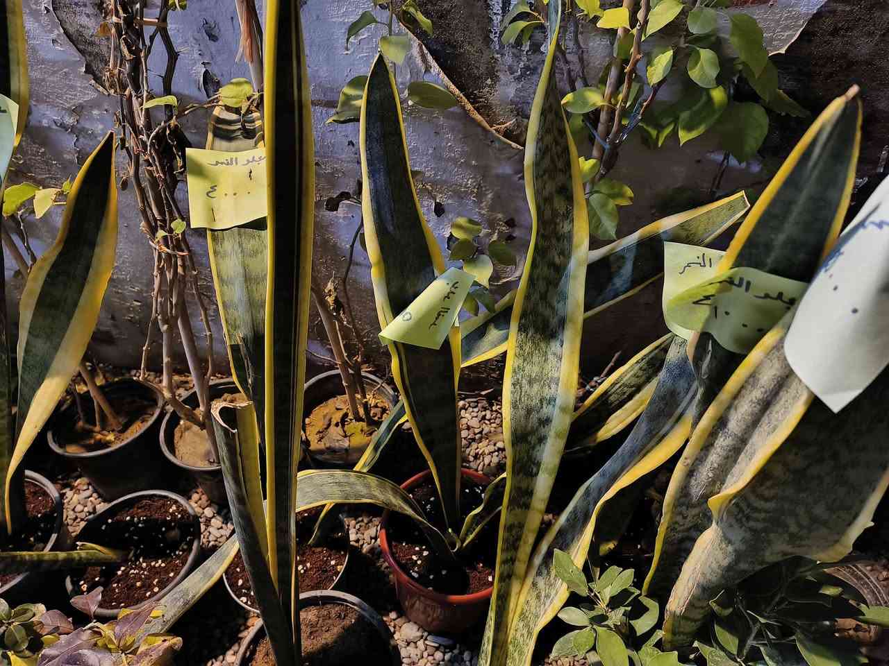 الـسـلام عـلـيـكـم 🩵🙋🏻‍♂️
نُعلن عن وصول وجبة جديدة من النباتات إلى
🌿 مشتل دوميز 🌿
ترقّبوا أقوى العروض والأنواع المميزة قريبًا ✨
لأصحاب الذوق الراقي ومحبي الطبيعة 💚🌱
شكراً لاختياركم #مشتل_دوميز
جـمـال حـديـقـتـك🖤 يـبـداء مـن مـشـتـل دومـيـز🌳
♦#....بيش يبيعون اني ارخص.منهم💪
♦ العرض مستمر لحين.انتهاء الكميه💥💥💥💥
          💞#مشتل_دوميز💞
♦موصل الايسر •حي الساهرون
♦🔥🖤━شارع_✘✘_المولدات━🩵🔥
       موصل الايسر #حي_الساهرون شارع المولدات
♦✧════•❁❀❁•════✧
للحجز والاستفسار واتساب فايبر
♦***********
✧════•❁❀❁•════✧
متوفر توصيل داخل #الموصل_الحبيبه🩵🫂
♦***********واتساب فقط

#مشتل_دوميز #نباتات_منزلية #نباتات_داخلية #تجهيزات_زرع #نباتات_الموصل #ديكور_نباتي #عشاق_النباتات #نباتات_ظل #نباتات_زينة #موصلنا_خضرا #نباتات_للبيت #تنسيق_نباتات #هدايا_خضراء #نباتات_وعناية #AL_MOSUL @إشارة
