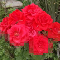 ورد جوري • مشتل الزهراء ميسان • أصناف عطرية