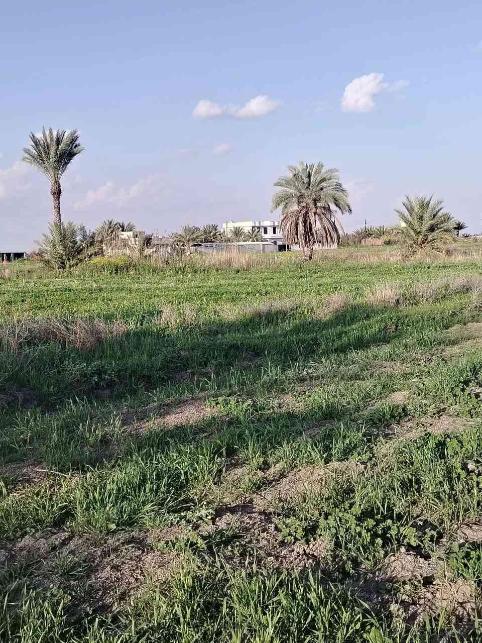 دوانم جميله موقع جيد التاجي ذراع دجلة طابو سند 25 خدمات كاملة ماء اسالة وسقي وكهرباء وسوق مدارس منطقة ريف كلش حلوه الحياة هنا تختلف عيش برفاهيه                (اخذلك دونم 2500 متر او دونمين 5000 متر سعر الدونم 31  مليون ) 
 رتب بيهة مزرعه عائليه ترتاح كلش البناء مسموح سوق مدارس كلش حلوه المنطقة وقريبه على بغداد 
اي استفسار بخصوص الدوانم على الرقم واتساب ***********واتساب
