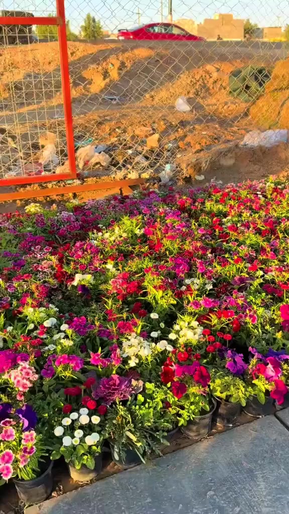 🔥 وصل حديثاً إلى مشتل المهندس 🔥
نبات الجهنمي المتسلق بأجمل ألوانه الزاهيه 🌺

لون يخلي جدار بيتك لوحه فنيه طبيعيه ✨
✔️ سريع النمو
✔️ يتحمل شمس العراق والحر القوي ☀️
✔️ مثالي للحدائق والواجهات والأسوار

إذا تريد تميز حديقتك وتخليها ملفته للنظر 🌿
الجهنمي هو الاختيار الأقوى 💪

📍 متوفر الآن في مشتل المهندس
📞 للحجز والاستفسار: ***********

الكميات محدوده… احجز قبل النفاذ 🔥
