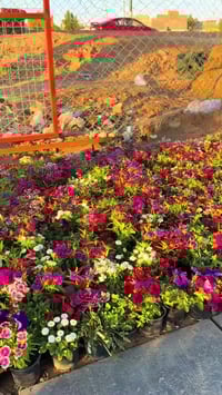 جهنمي متسلق • يتحمل الشمس • مشتل المهندس