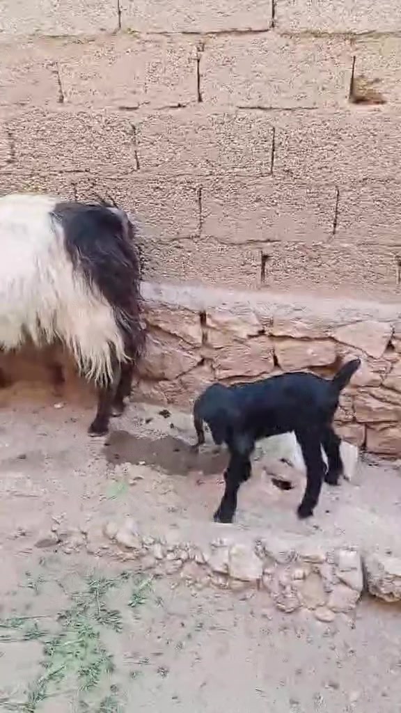 السلام عليكم 
(مكلف بالنشر) 
متاح عنز رغوث عنز خشنه وراها جدي شامي اقچم ما شاءالله عليها مثل ما واضحه گدامكم  عنز جناي سنها الي وراها (رابع)  شرط النصاح على كل عيب مكانها الكرابله قرب (مدرسة المكارم) اخوان اني مكلف بالنشر الي اله مصلحة بيها ويريد يعرف سعرها او اي تفاصيل يتواصل ويه صاحبها 
هذا رقمه ( ***********)
