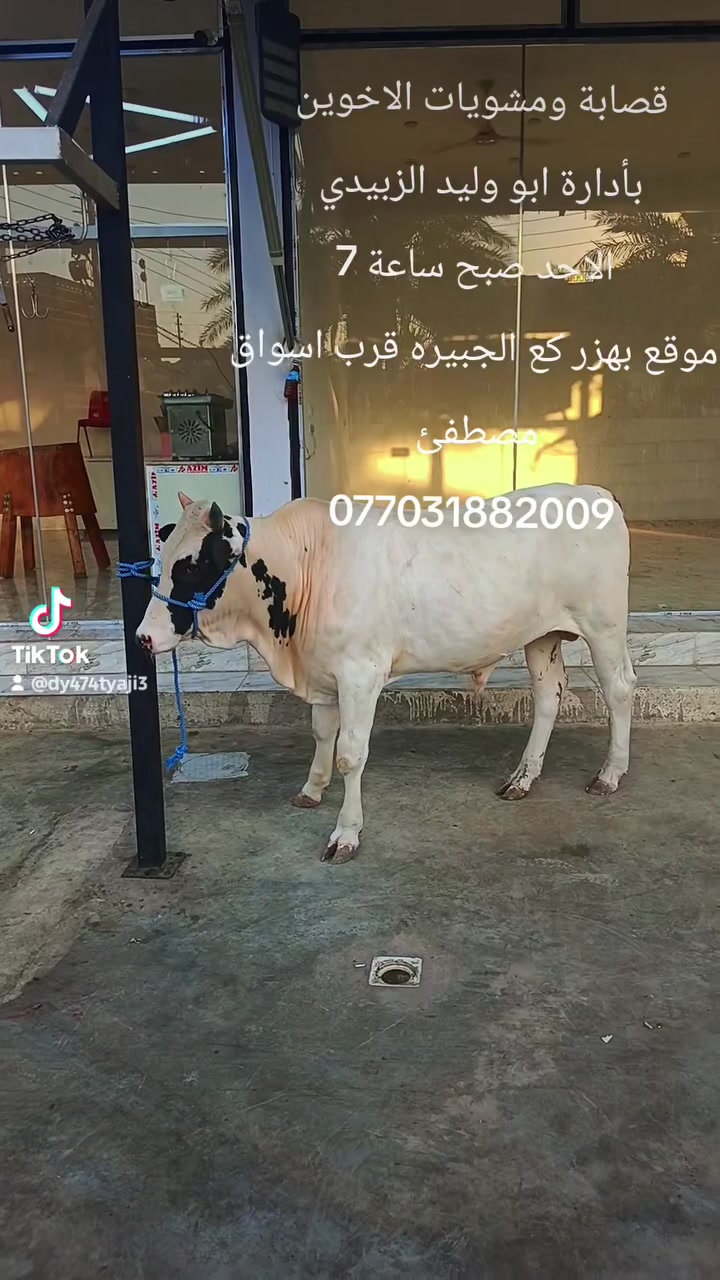 قصابة ومشويات الاخوين 
بأدارة ابو وليد الزبيدي 
موقع بهزر كع الجبيره قرب اسواق مصطفئ 
***********
🤲🤲🤲🤲
