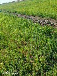 دغل للبيع 20دونم للاستفسار على 07814460819