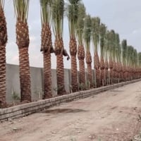 نخيل • جميع الأصناف • توصيل لجميع المحافظات