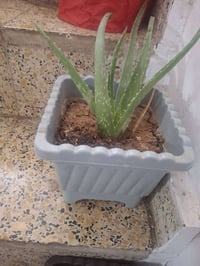 زريعة • بستنة