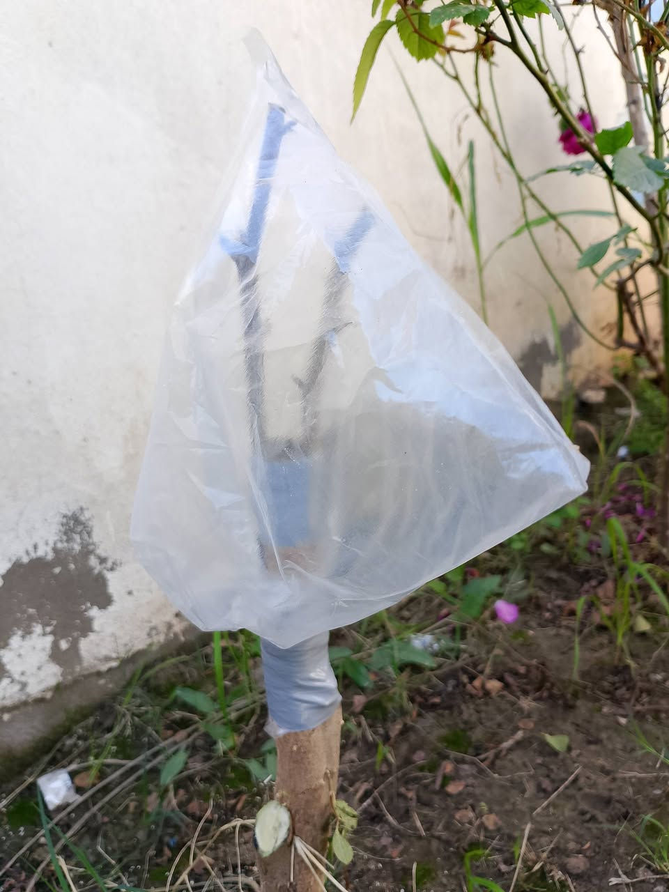 السلام عليكم ورحمه
تطعيم السدر بل قلم اي شخص محتاج تطعيم يتفضل خاص


**إذا كنت صاحب هذا الإعلان وتريد حذفه لأي سبب، رجاءا أرسل رسالة إلى الدعم الفني**