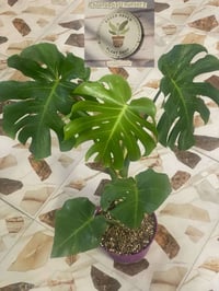نباتات جديدة • حي الانتصار شارع 60 • توصيل متوفر