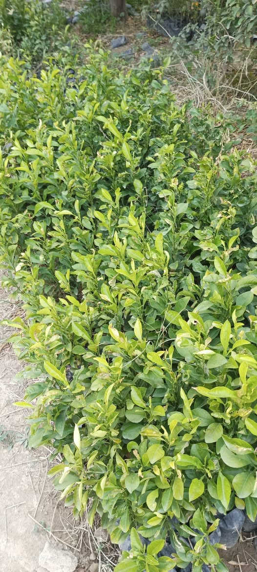 السلام عليكم نارنج ارتفاع من 40سم إلى 80 أو 90 مال تحويل سعر 300 العنوان بغداد صدر القناة شارع المخيم ***********
