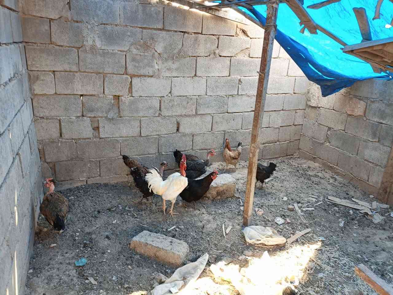 بسبب الوعود الكاذبة تم اعادة النشر  دجاج عربي 8دجاجات وديك  للبيع السعر شلع 130


**إذا كنت صاحب هذا الإعلان وتريد حذفه لأي سبب، رجاءا أرسل رسالة إلى الدعم الفني**
