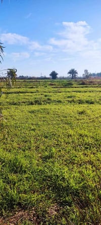 أرض • ٢ دونم • قرب البطيف