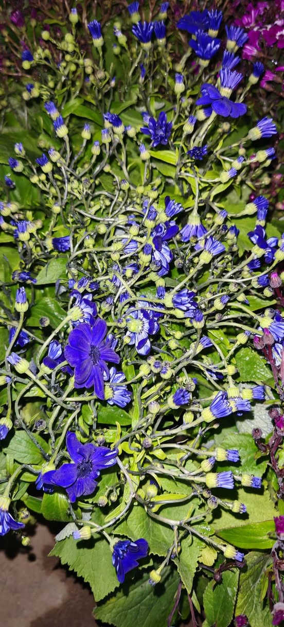 سناريا حجم كبير سعر ٥٠٠٠


**إذا كنت صاحب هذا الإعلان وتريد حذفه لأي سبب، رجاءا أرسل رسالة إلى الدعم الفني**