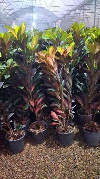 على بركة الله تعالى وصوك جميع النباتات الداخليه و الخارجية من أحسن المناشئ العالميه تركي إيراني هولندي
بأسعار مناسبة
يوجد خدمه توصيل طلبات ***********
مشتل حيدر الزراعي عالم النباتات و زهور
