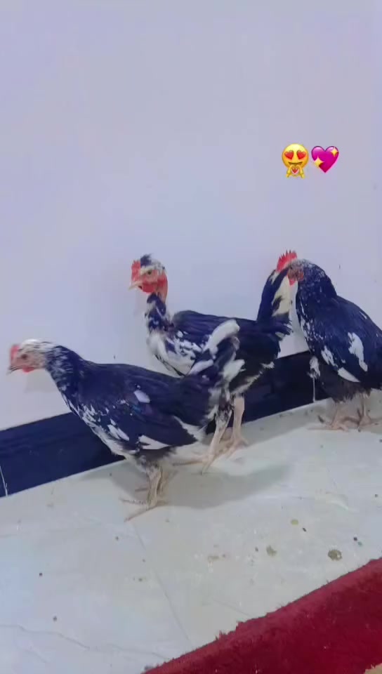 شرق وسط فيس إيدي كله شقال كلشي ما بدل بي ذكره ٥١٢ بطاريه ٨٠ بل جهاز تقره ٨٧ بس عدادات لعبن بل حسبه سعره ٣٥٠قفله


**إذا كنت صاحب هذا الإعلان وتريد حذفه لأي سبب، رجاءا أرسل رسالة إلى الدعم الفني**