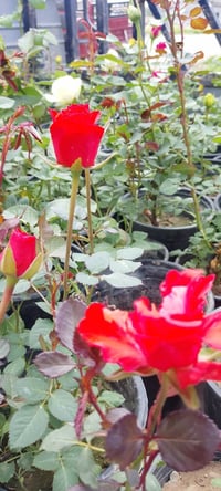 جوري • جاهز • الزاب مفرق الصباغية