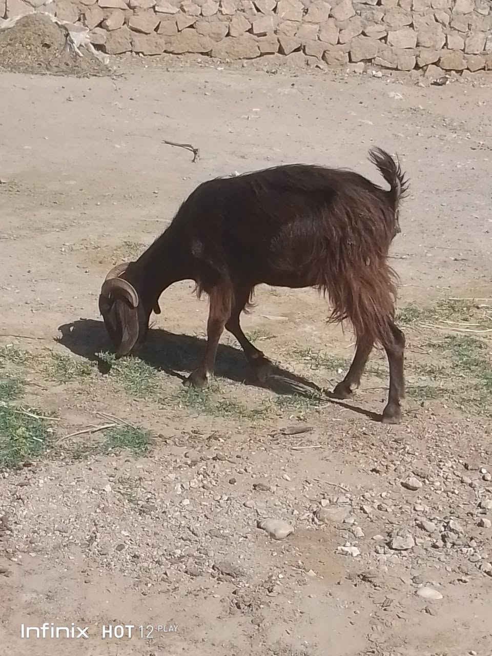 عنز شرط النصاح ترهم ذبيحه وترهم جنيه ابيعه حايل عنز حيل فتيه ام ثاني السعر 230 وبيه مجال بصيط السكن القائم الكرابله لتواصل***********
