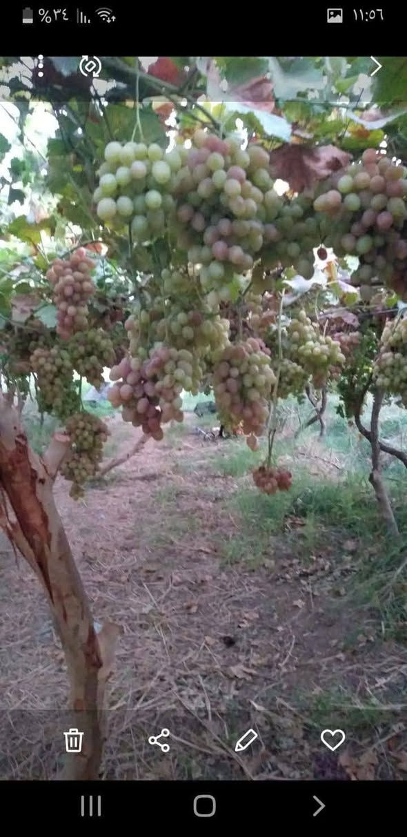 السلام عليكم قطعه ارض للبيع دونمين زراعي مسيجه وكل الخدمات واصله وقريبه على نهر دجله ومزروعه دونم ونص عنب السعر 100 وبيها مجال ***********
