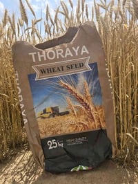 حنطة • ثريا ألماني مبكر • كركوك طوبزاوه