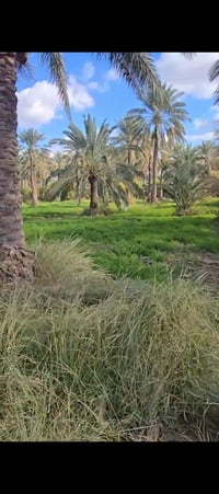 تاج الدين شويفي • ٣٧دونم • طابو سند ٢٥