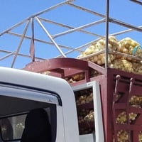 سيبايه كنتر • ميسان